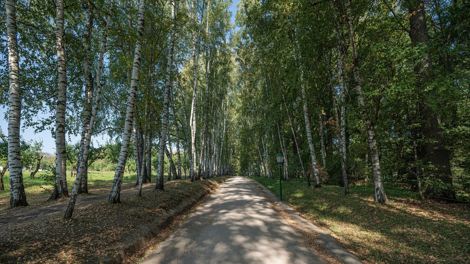 Берёзовая аллея «Прешпект» в Ясной Поляне